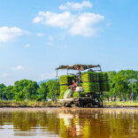 谷雨将至农事忙