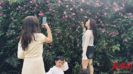 一墙蔷薇醉春风  武冈同保村村民无偿共享春日浪漫