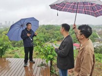 北塔：专家下田开“药方” 科学防治桑葚白果病