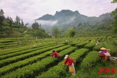 抢采“雨前茶”