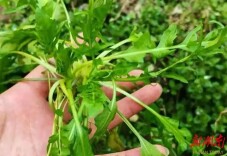 楚国良专栏丨荠菜赋
