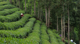 湖南首条全自动高端抹茶生产线在石门投产，万吨茶叶加工中心同步启用