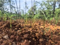 瞄准“一级保护植物”保育最大难题 湖南“独支”银杉在超低海拔大批萌芽