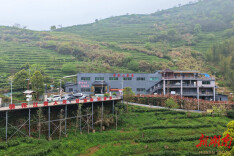 十年守一叶 千亩绿甘泉