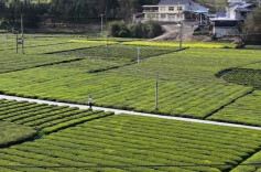 一眼治愈！藏在石门深山里的抹茶种植基地
