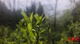 美文欣赏丨分水岭上“打野”茶