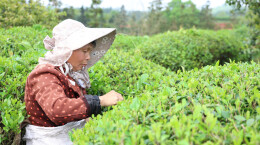 衡山县：春茶采摘炒制忙，只为枝头一口鲜