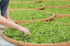 安乡：生态春茶采收忙 千年茶脉焕生机