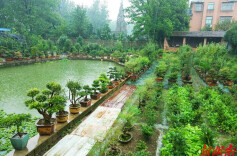 沅澧文苑｜老严的盆景缘