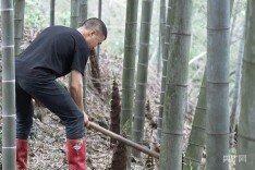 益阳桃江：春笋破土满竹山 小竹笋撑起乡村振兴大产业