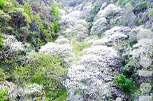 武冈：桐子花开引客来 “美丽经济”促振兴