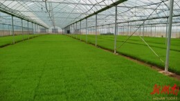 衡南创新推行粮食生产“三三三制” 筑牢稳产增收坚实根基