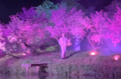 桃花源里待客来