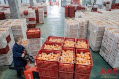 小脐橙托起亿元产业梦