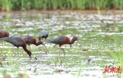 彩鹮“超模天团”打卡湘西泸溪