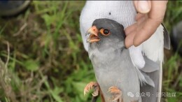 武冈一村民救助红脚隼悉心照料放归自然