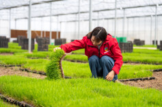 Hunan rice farm takes smart option