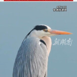 看飞鸟 读自然 ③ | 苍鹭，为何被称为“长脖老等”？