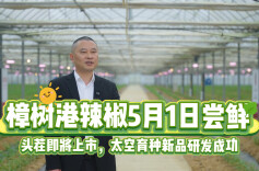樟树港辣椒5月1日尝鲜！头茬即将上市，太空育种新品研发成功