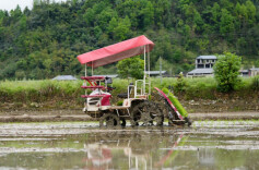 无人插秧机抢晴上岗~效率拉满
