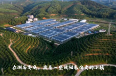 智赋融媒·学员习作⑮|在石井，遇见花开果香的答案