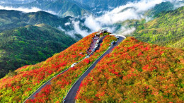 杜鹃花开引客来
