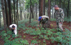绥宁：林下经济点绿成金 产业赋能乡村振兴
