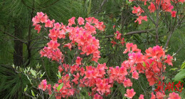 武冈功德村：野生映山红漫山开 游客踏春赏花来