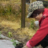 绥宁：订单农业为乡村振兴注入强劲动能