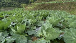 桂东：“小火车”穿行高山菜园 “振兴路”铺展禾坪梯田