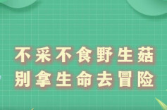不采不食野生菇，别拿生命去冒险