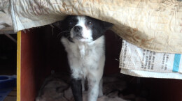 临澧的她为“毛孩子”们撑起一个家