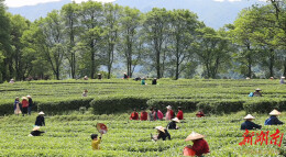 武冈：谷雨茶飘香 采摘忙不停