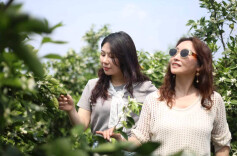 涟源12万亩柑橘花海盛放 科技赋能小柑橘撬动大产业