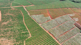 郴州这两个县，把地种出了新花样！