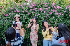 繁花满墙引客来