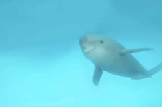 洞庭新“萌宠”③丨190多个“微笑天使”，在岳阳等你！