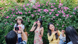 繁花满墙引客来