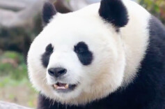 洞庭新“萌宠”④｜大熊猫驾到！岳阳的绿水青山，他们超爱！