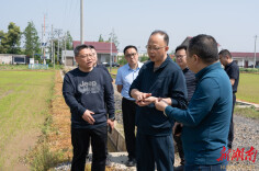 刘勇会调研早稻生产、高标准农田建设和“田长制”工作