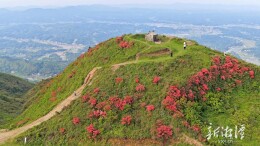 旅发大会·湘潭相会⑬丨绝美！湘潭县昌山野生映山红连片绽放