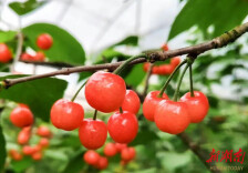 石峰区鸡嘴山庄园樱桃园开园 采摘期仅一周