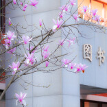 春光正好，花开校园！湖南中小学藏着最美春天