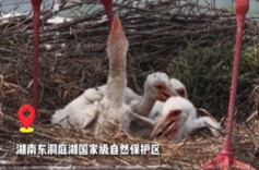洞庭新“萌宠”①丨用“空中精灵”的眼睛，看见岳阳的生态答卷