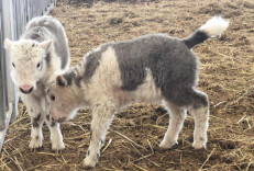 克隆牦牛+10 我国首次实现批量克隆10头牦牛