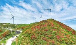 湖南日报·视觉丨桂阳杜鹃红 “风光”美