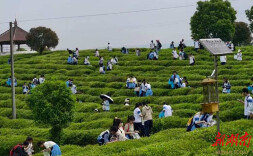 以春为约，以步逐梦——华容一中高二年级开展远足采茶研学活动