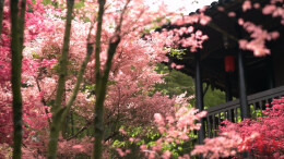 蓝山云冰山：春“枫”正好，游人纷至沓来