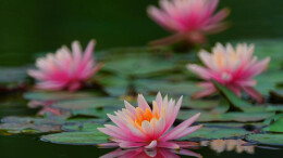 睡莲花开 暗香浮动