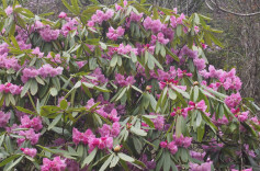 炎陵发现国家二级保护植物井冈山杜鹃‌